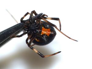 セアカゴケグモ（腹面）