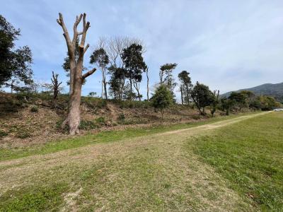 水城跡の樹木伐採のようすの写真