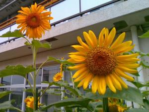 水城西小学校の満開のひまわりの写真