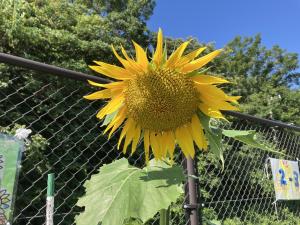 太宰府特別支援学校の満開のひまわりの写真