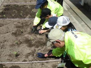 苗に土をかぶせる様子の写真