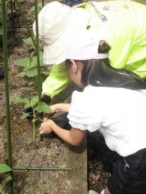 支柱と茎を針金で結ぶ様子の写真