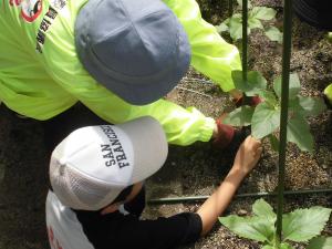 支柱と茎を針金で結ぶ様子の写真２