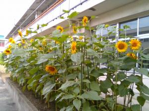 大きくなったひまわりの写真