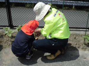 支柱と茎を針金で結ぶ様子の写真