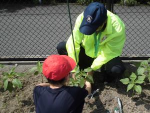 支柱と茎を針金で結ぶ様子の写真