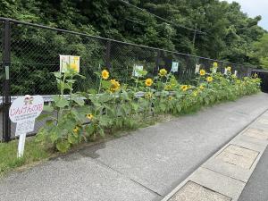 ひまわりの写真