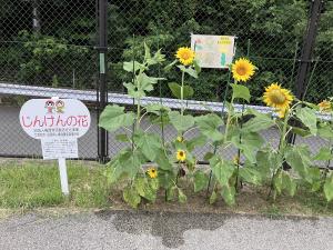 満開のひまわりの写真