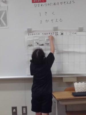 数えた種が入った袋を模造紙に貼る様子の写真