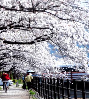 桜