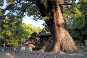 大樟