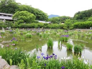 花菖蒲