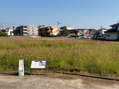 水城跡のコスモスの写真
