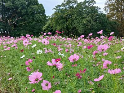 観世音寺のコスモスのようす
