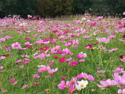 コスモスの開花のようす