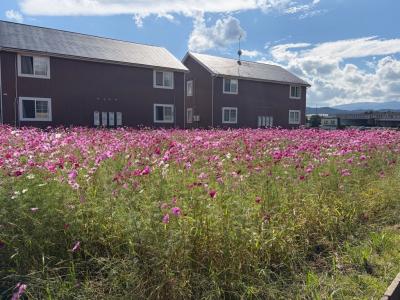 コスモスの開花状況