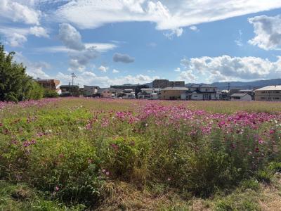 コスモスの開花状況