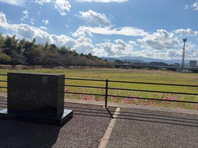 コスモスの開花状況