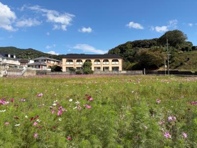 コスモスの開花状況