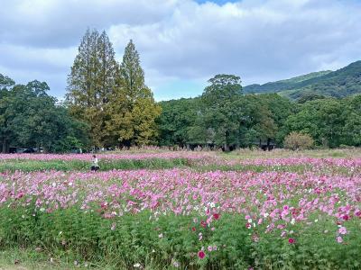コスモスの開花状況