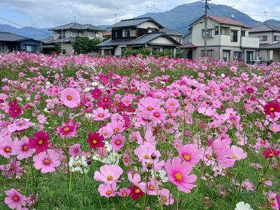 コスモスの開花状況