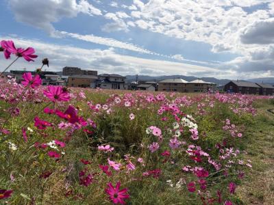 開花状況の写真