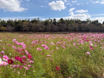 開花状況の写真