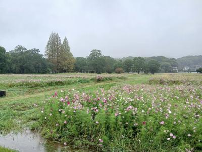 コスモスの開花状況