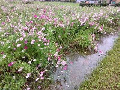 コスモスの開花状況