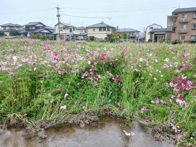 コスモスの開花状況
