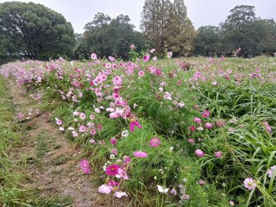 コスモスの開花状況