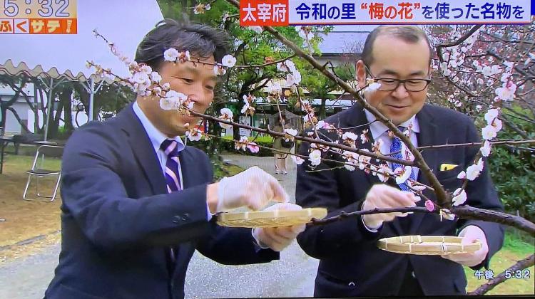 令和発祥の都太宰府梅プロジェクトの画像1