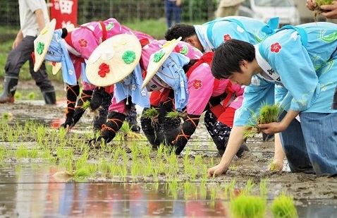 太宰府天満宮斎田御田植祭の画像2