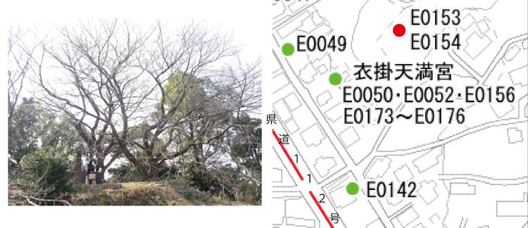 供養塔の桜画像と位置図