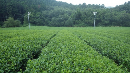 大和茶の画像