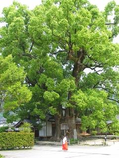 太宰府神社のクス画像