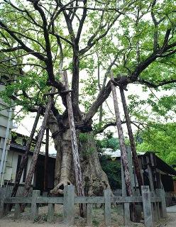 太宰府神社のヒロハチシャノキ画像