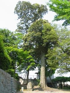 地禄神社のイチイガシの画像