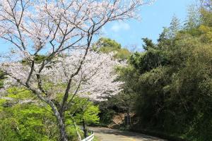 四王寺林道3