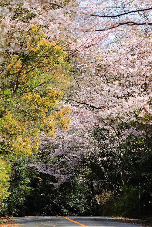 四王寺林道