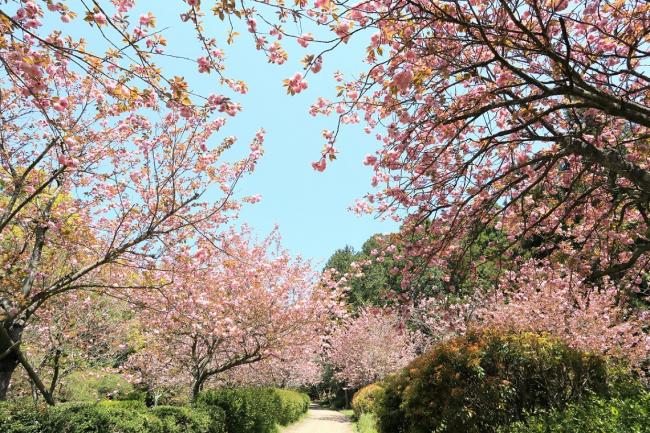 八重桜