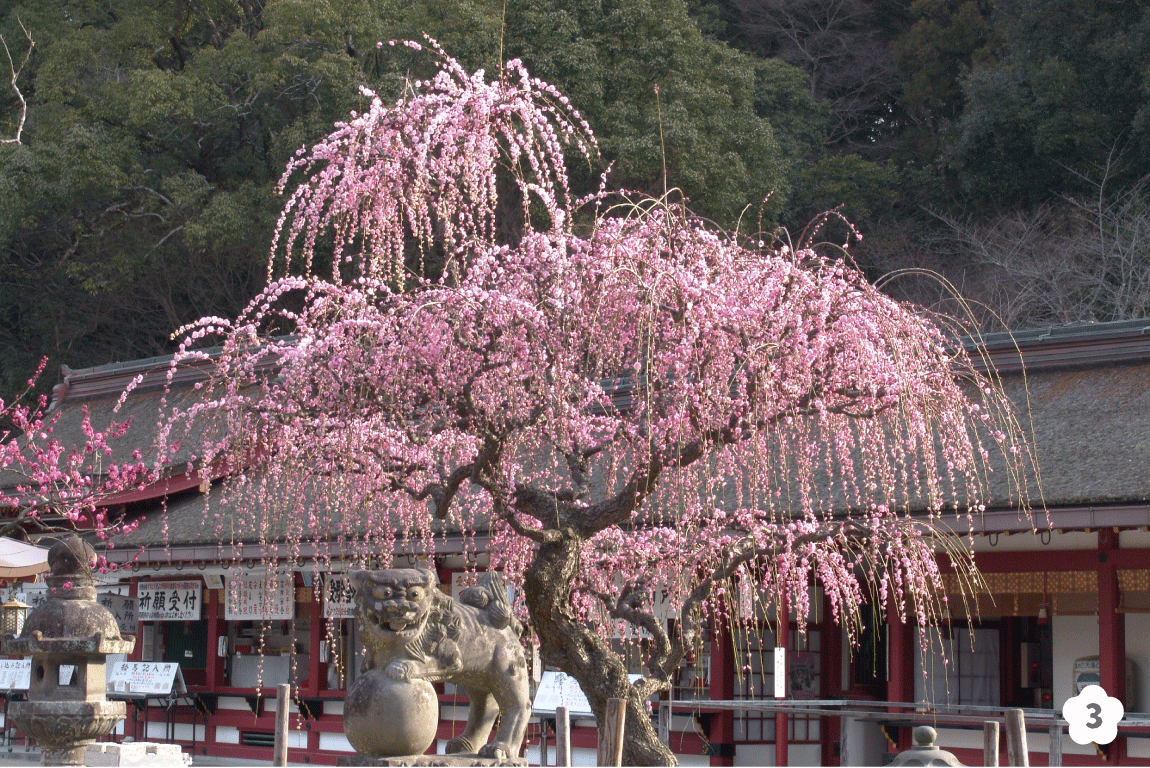 しだれ梅の写真