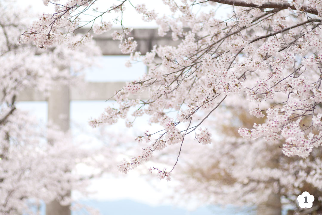 桜