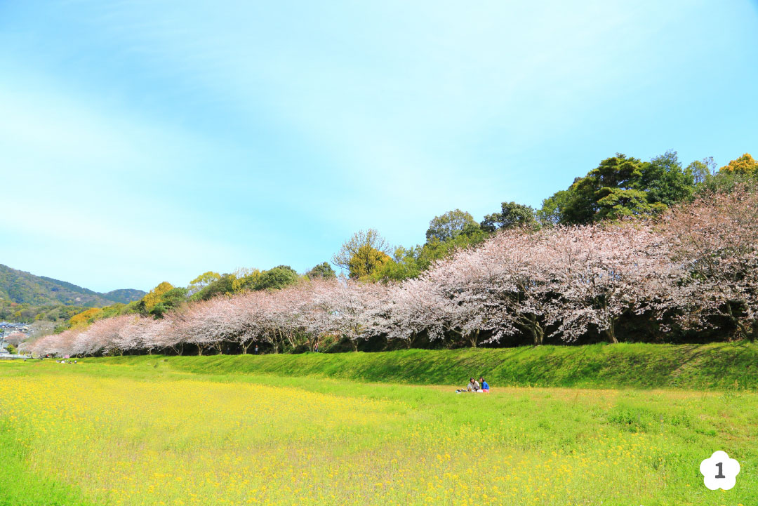 水城跡の菜の花