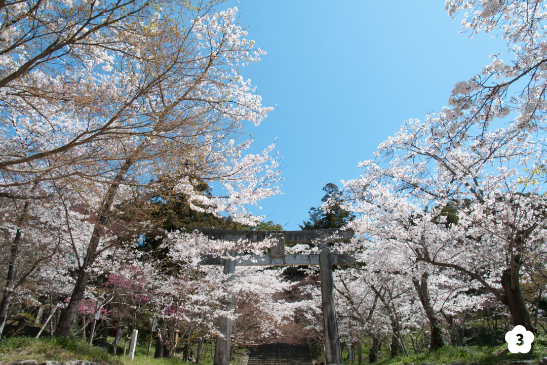 竈門神社　桜の名所
