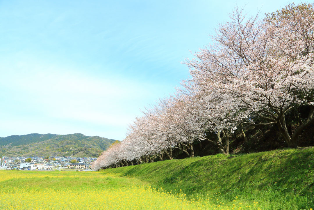 土塁の桜と菜の花畑