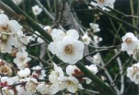 隈磨公奥都城の六弁の梅の花