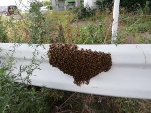 ミツバチの分蜂の様子