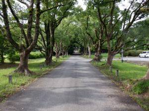 観世音寺の参道とクス並木