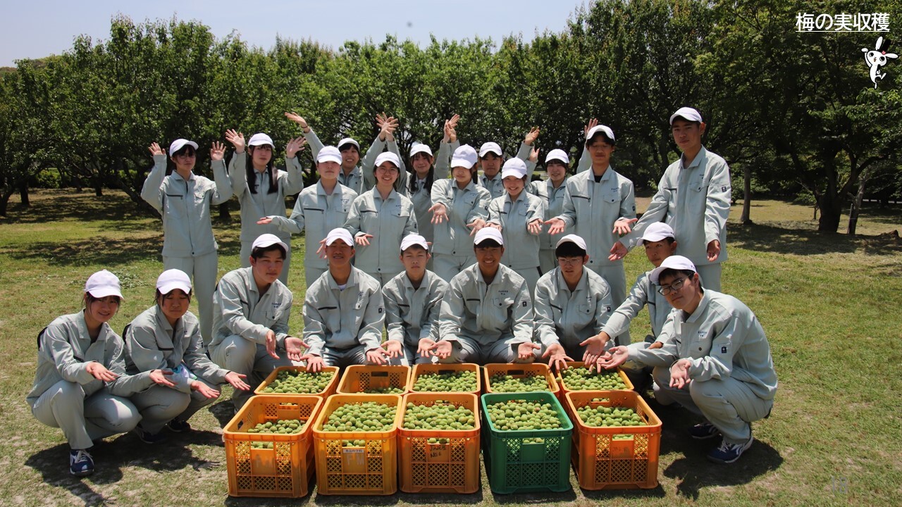 収穫した梅の実と福岡農業高校の学生たち